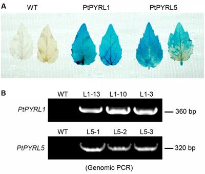 Overexpression of Pyrabactin Resistance-Like Abscisic Acid Receptors Enhances Drought, Osmotic, and Cold Tolerance in Transgenic Poplars